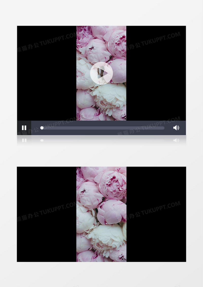 实拍粉色和白色的牡丹花苞实拍竖版视频素材
