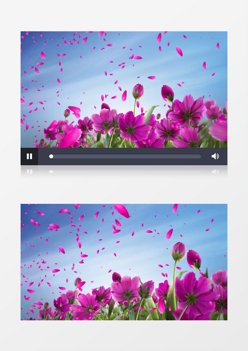 浪漫花海花朵与花瓣格桑花背景视频（有音乐）
