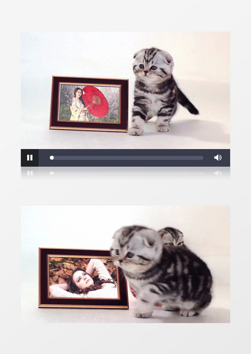 猫咪创意趣味相册展示ae视频模板