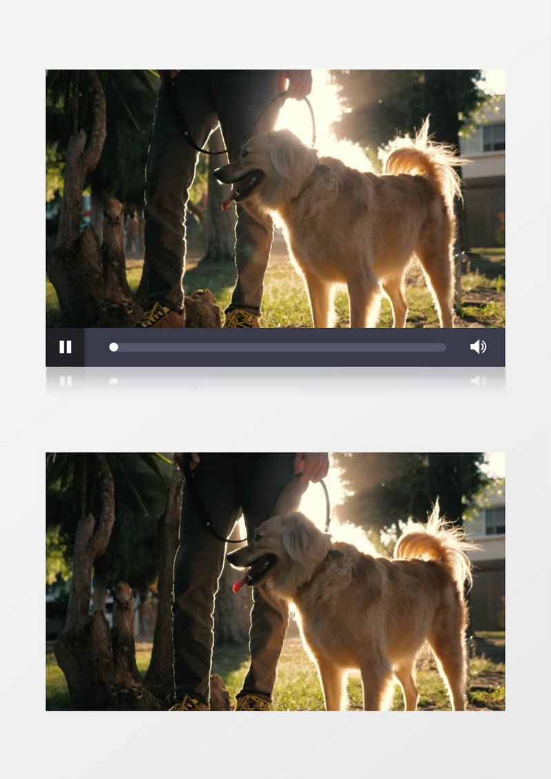  一个男人牵着自己的狗狗在沐浴阳光实拍视频素材