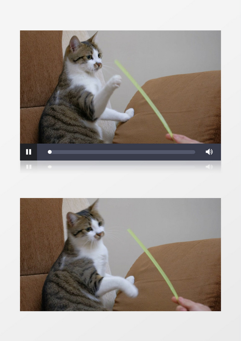 宠物主人和一只可爱的猫玩耍实拍视频素材
