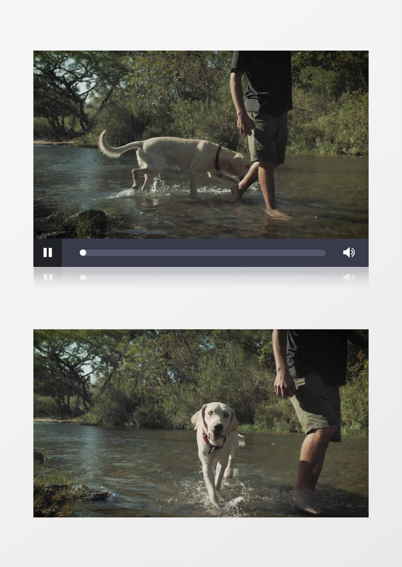 一个人牵着狗狗在森林中的小河里走实拍视频素材