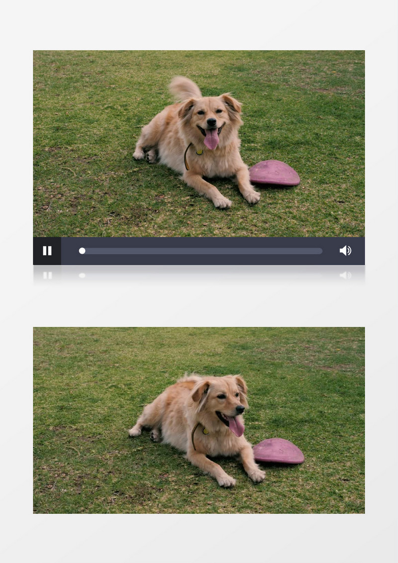 一只狗趴在草地上休息实拍视频素材