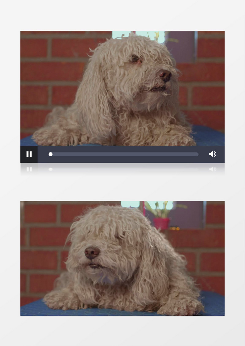  一只毛发乱糟糟的狗在等待洗澡剪发实拍视频素材