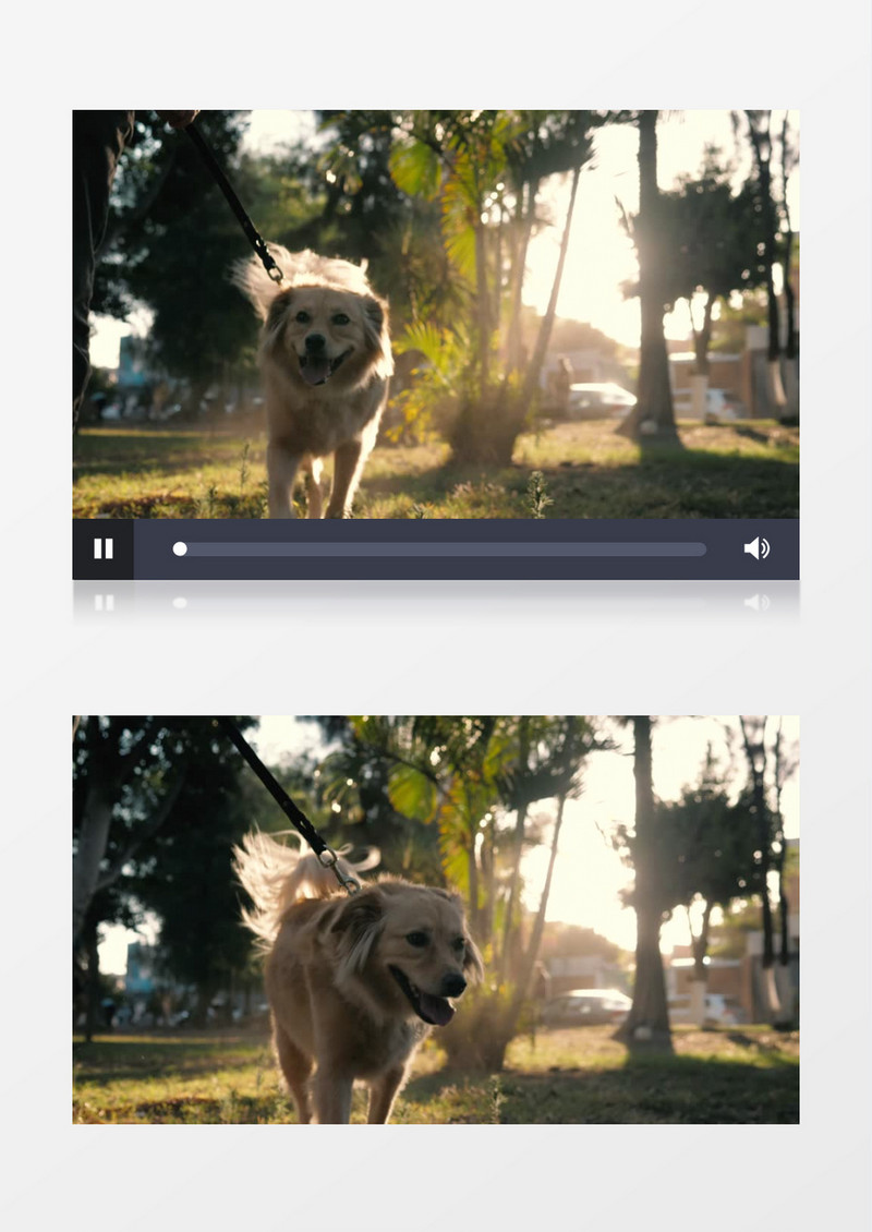 棕色的狗和它的主人在散步实拍视频素材