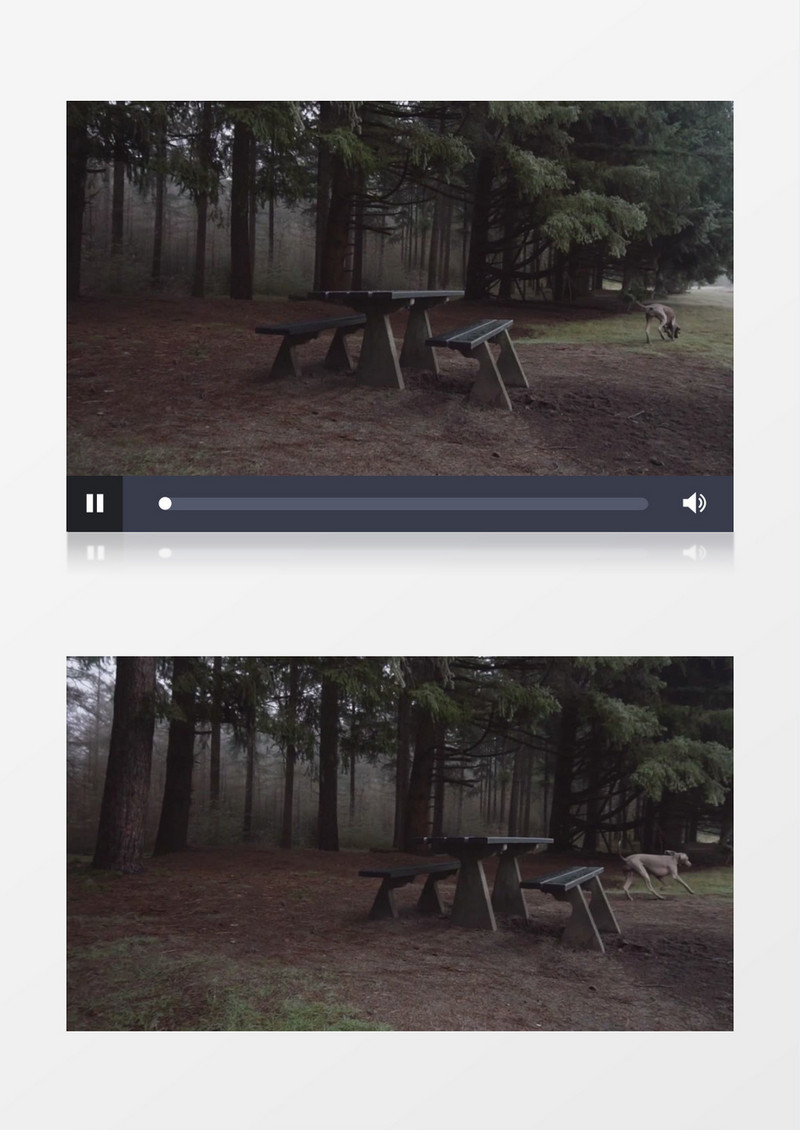 灰狗在树林里奔跑实拍视频素材