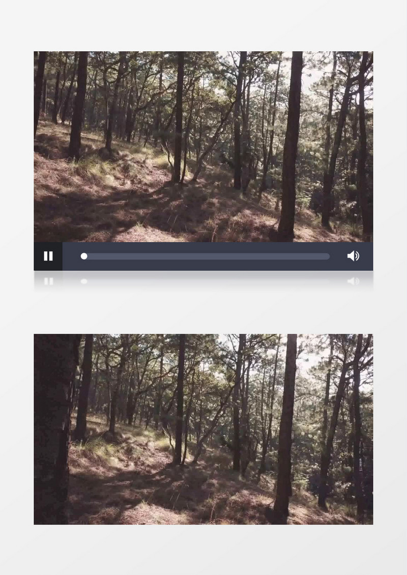 森林深处阳光普照风景视频