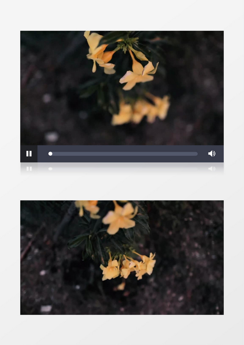 黄色花朵在风雨中飘摇实拍风景视频