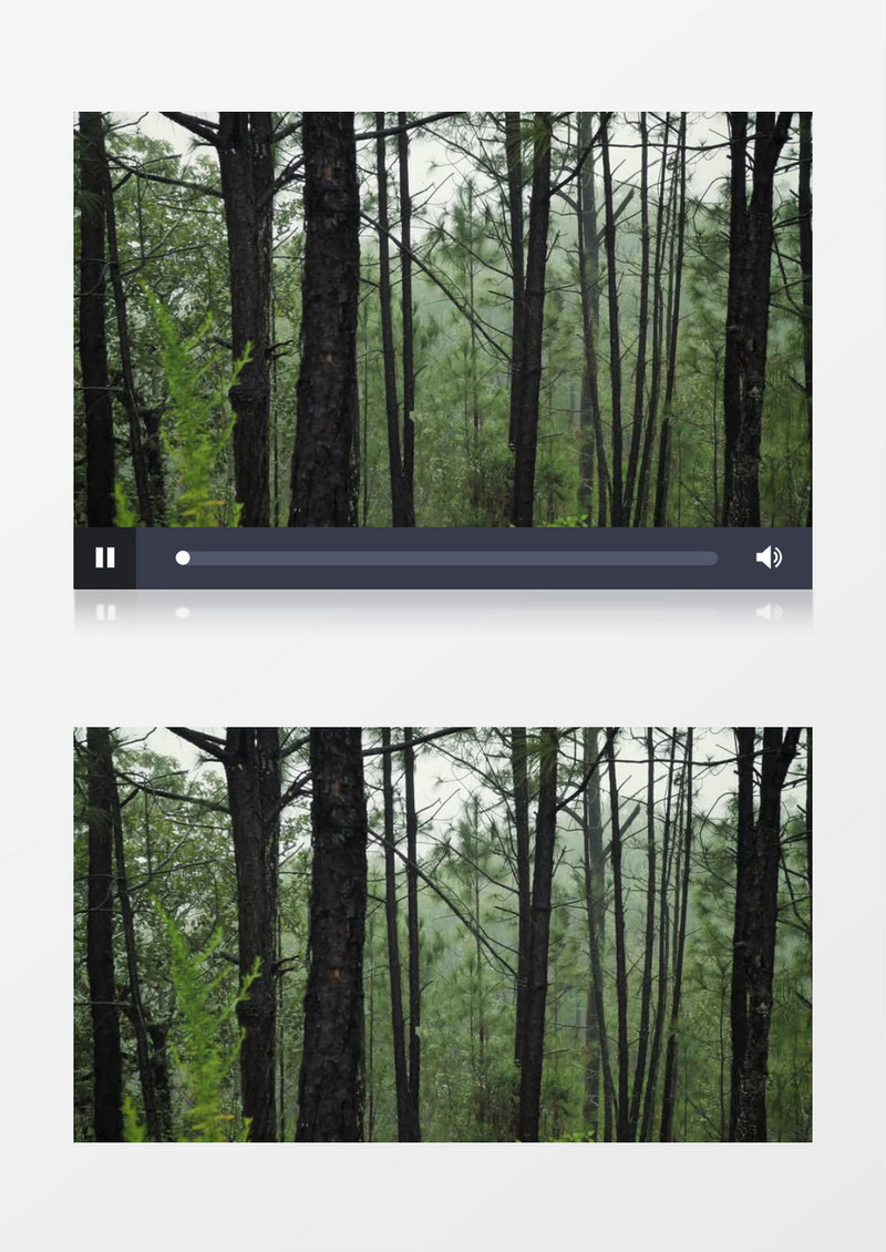 温带森林树木景观风景实拍视频