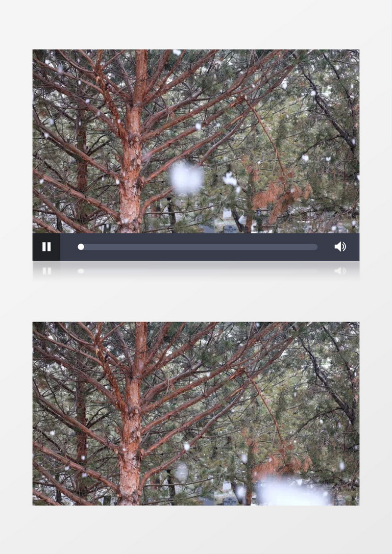 森林下雪美丽风景实拍视频