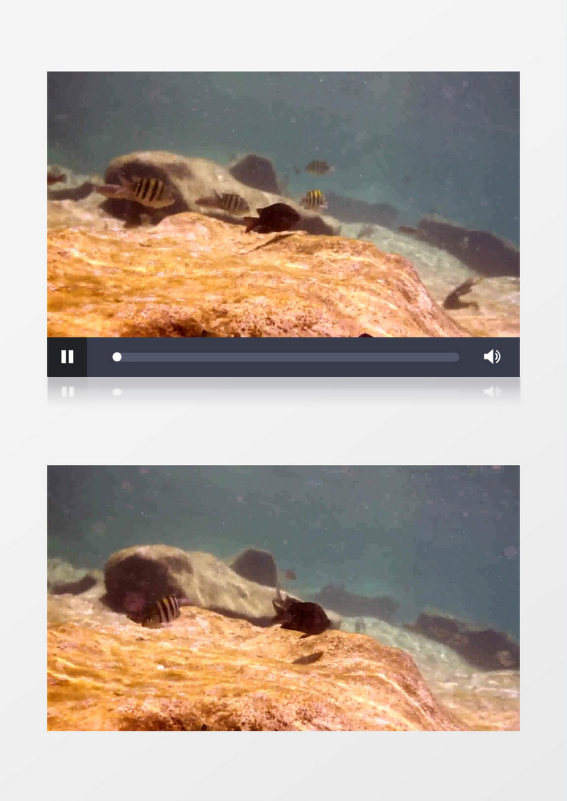 海洋底层生物鱼游泳自然实拍视频