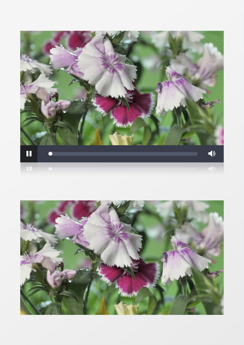 新鲜淡紫色鲜花实拍视频