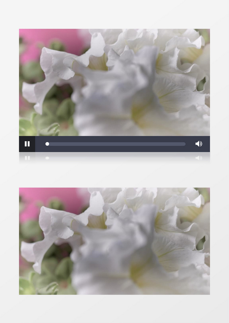 微风下的白色花瓣唯美美丽实拍视频