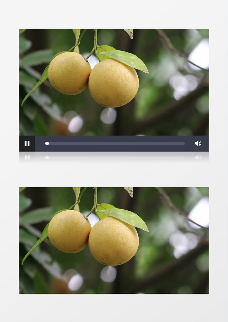 用手摘树上的橙子实拍视频素材