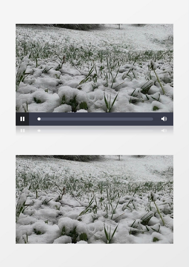 狗狗子在被雪覆盖的草地上奔跑实拍视频素材