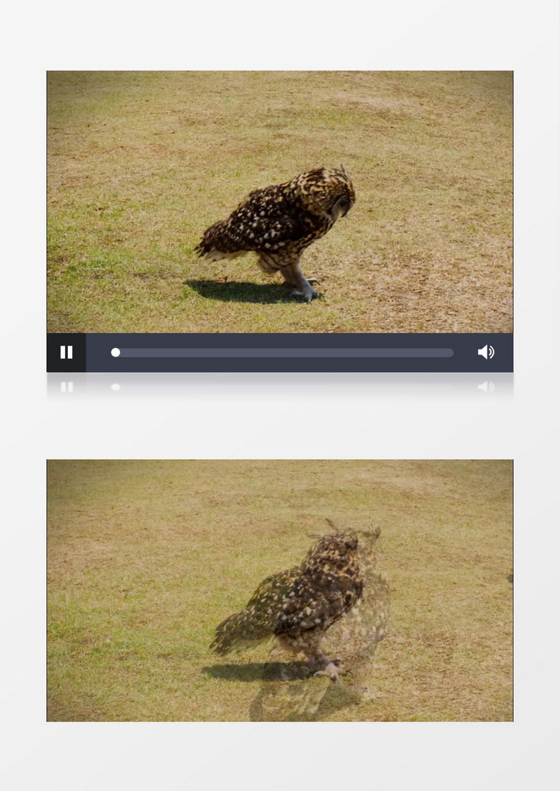 小猫头鹰采草地上觅食实拍视频素材