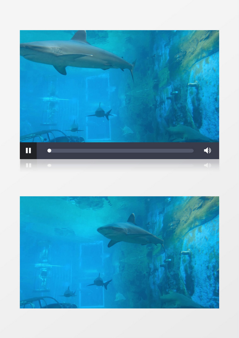 拍摄人工饲养的鲨鱼群实拍视频素材