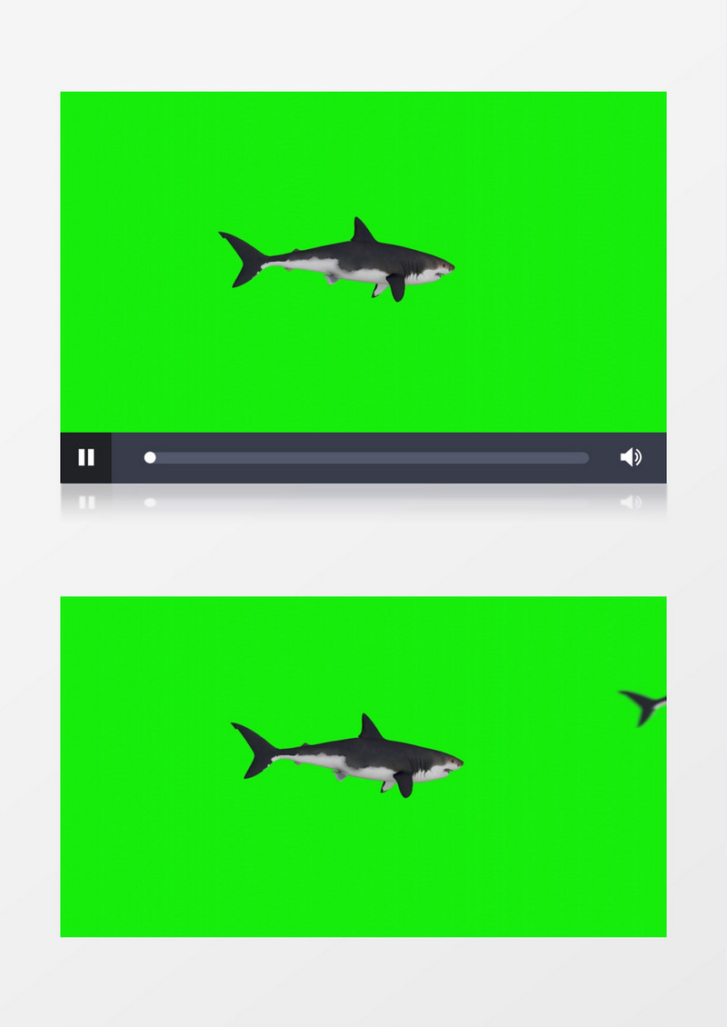 在不断往前游动的鲨鱼视频素材