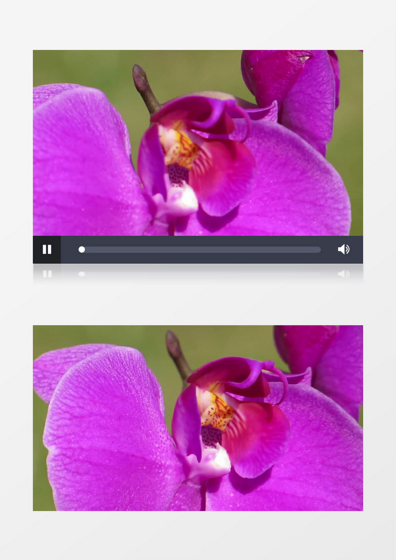 紫色的花朵在镜头下不断晃动实拍视频素材