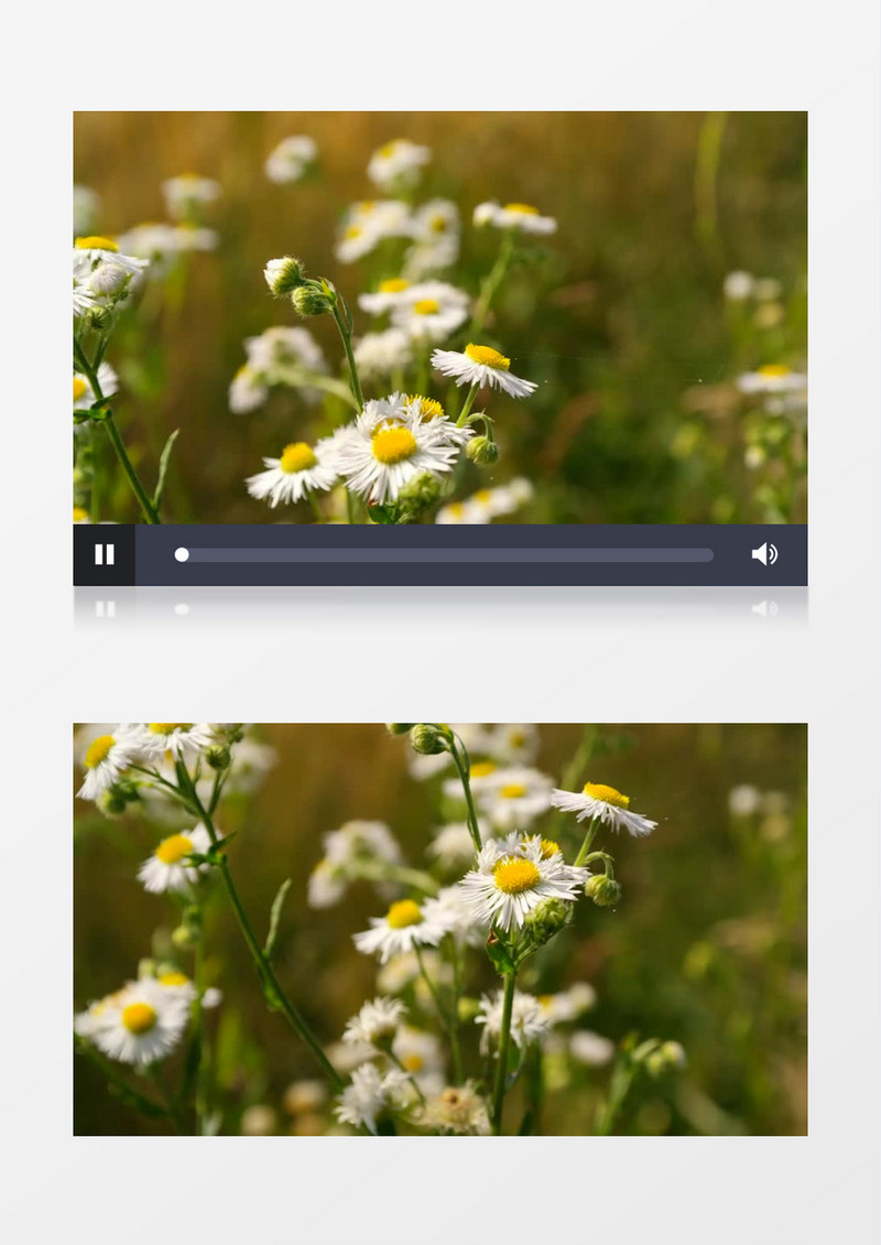 白色的雏菊在风中飘动实拍视频素材