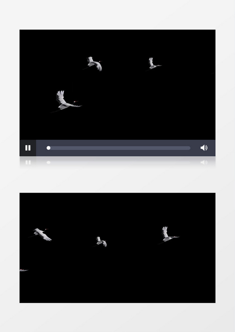 透明通道白鹤飞舞后期视频素材