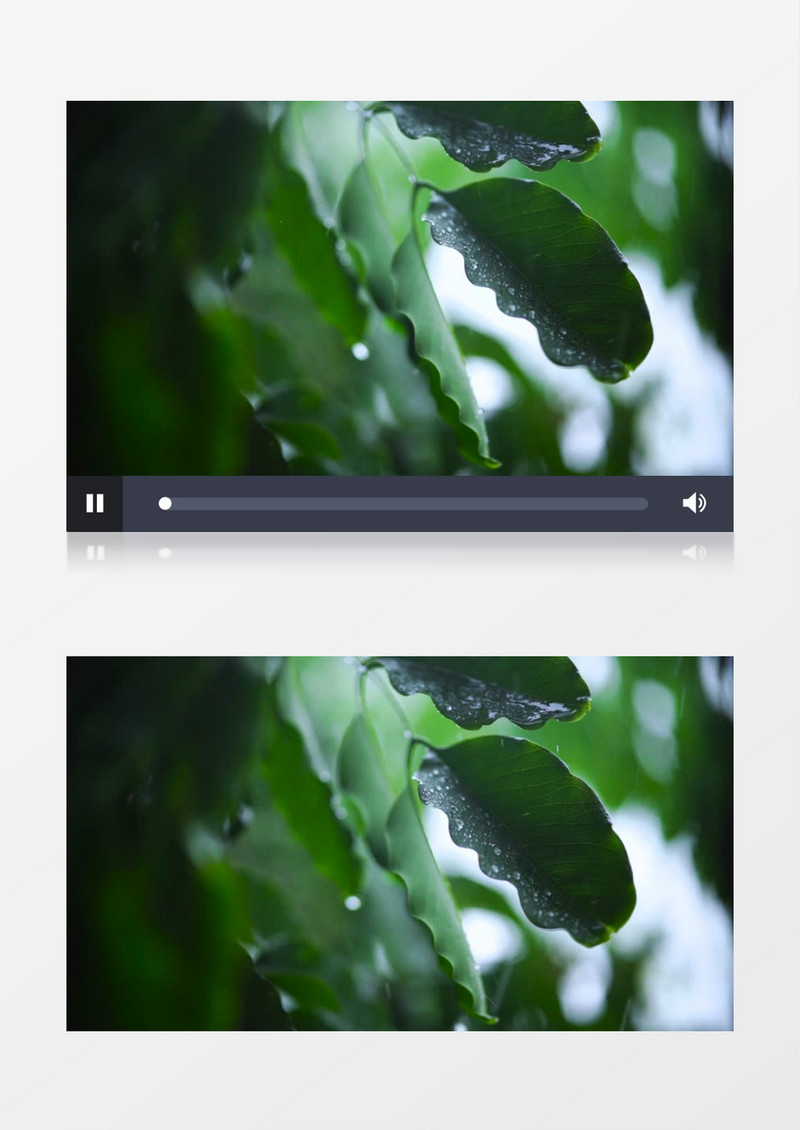 雨水露珠滴答在绿色树叶上实拍高清视频