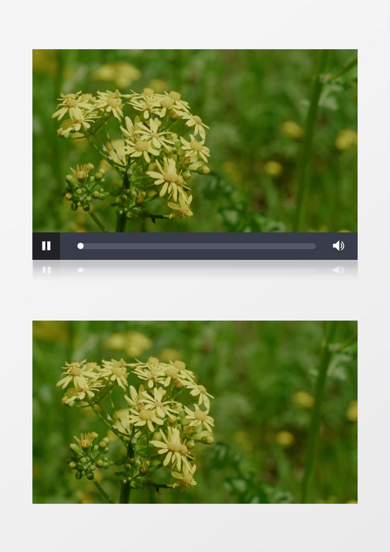 高清实拍郊外的黄色小雏菊实拍视频素材