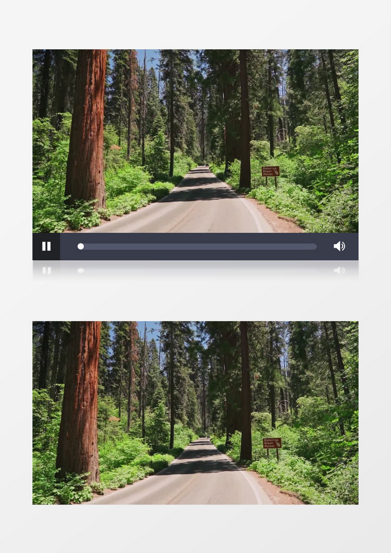树林中蜿蜒的小路实拍视频素材