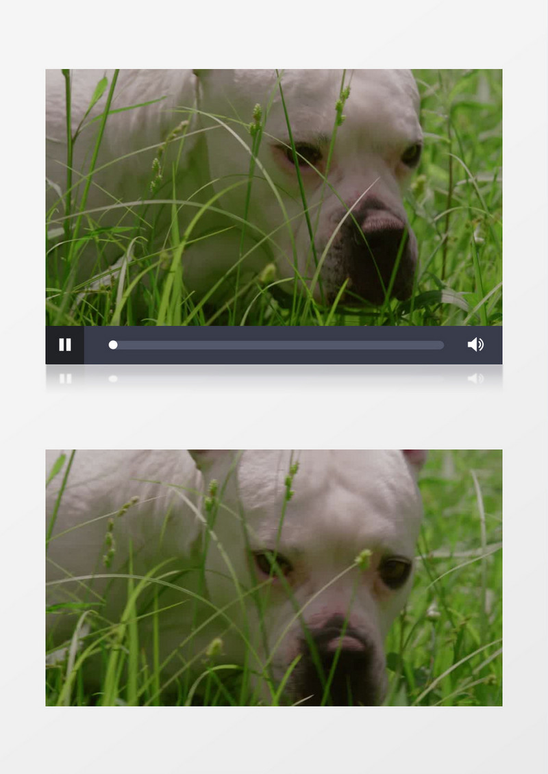 白色小狗穿梭在草丛中实拍视频素材