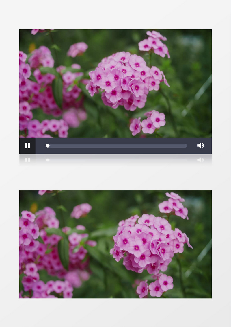 粉色的花簇在微风下摇曳实拍视频素材