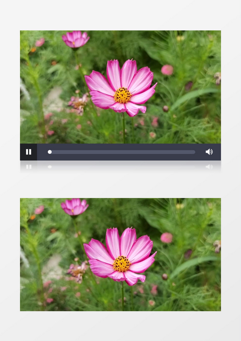 粉色花朵在微风下飘动实拍视频素材