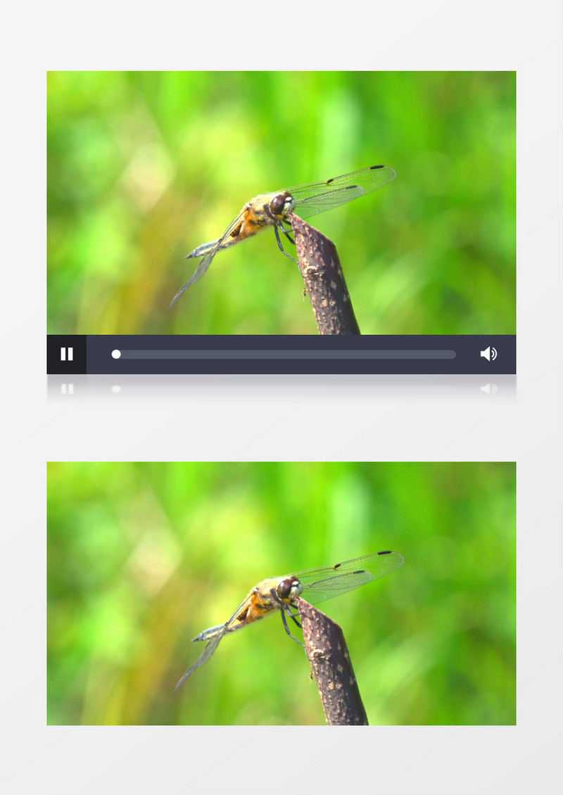 蜻蜓趴在小树干上实拍视频素材