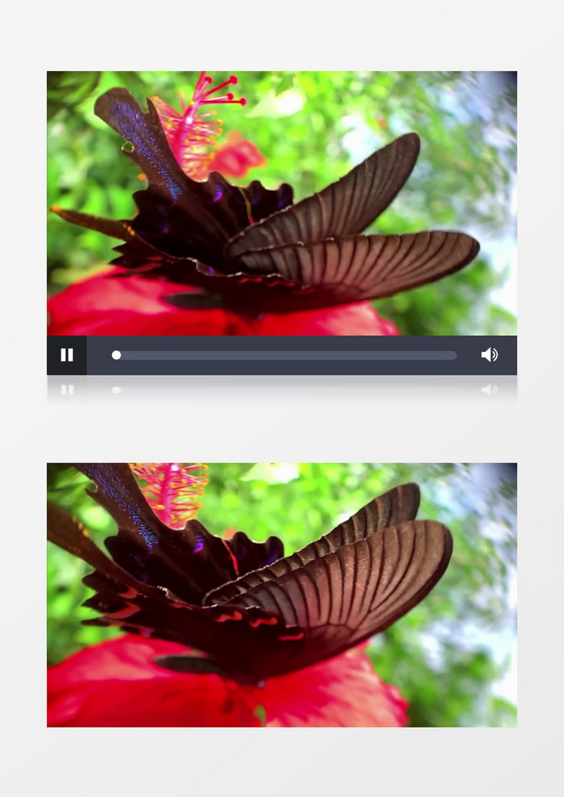 蝴蝶在红色花朵上飞舞实拍视频素材