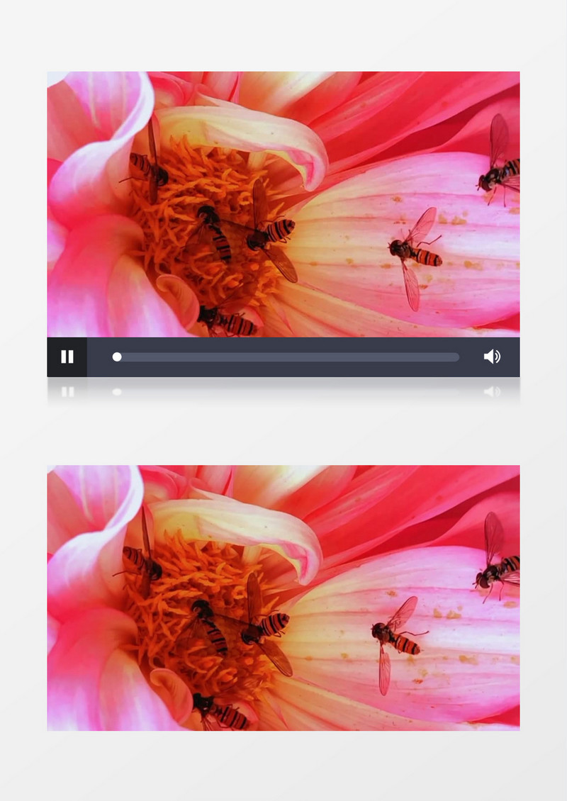 蜜蜂们在花蕊中采花蜜实拍视频素材