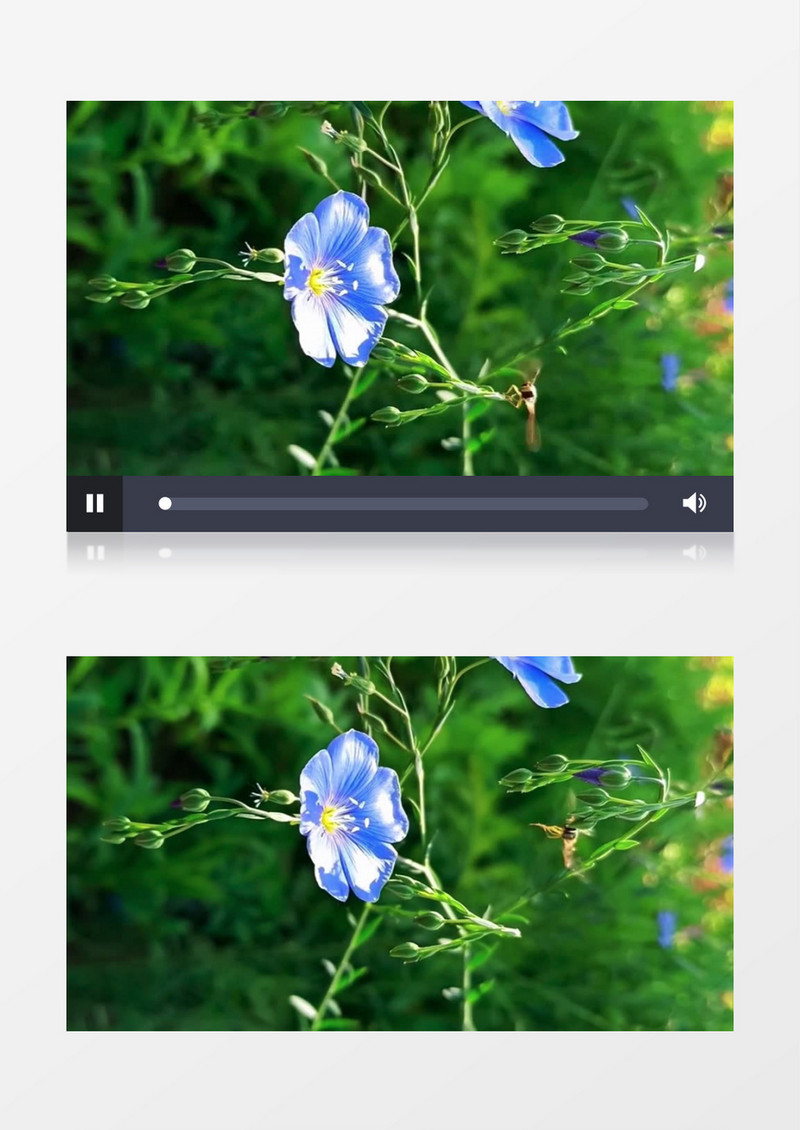 蜜蜂在蓝色的喇叭花上采蜜实拍视频素材