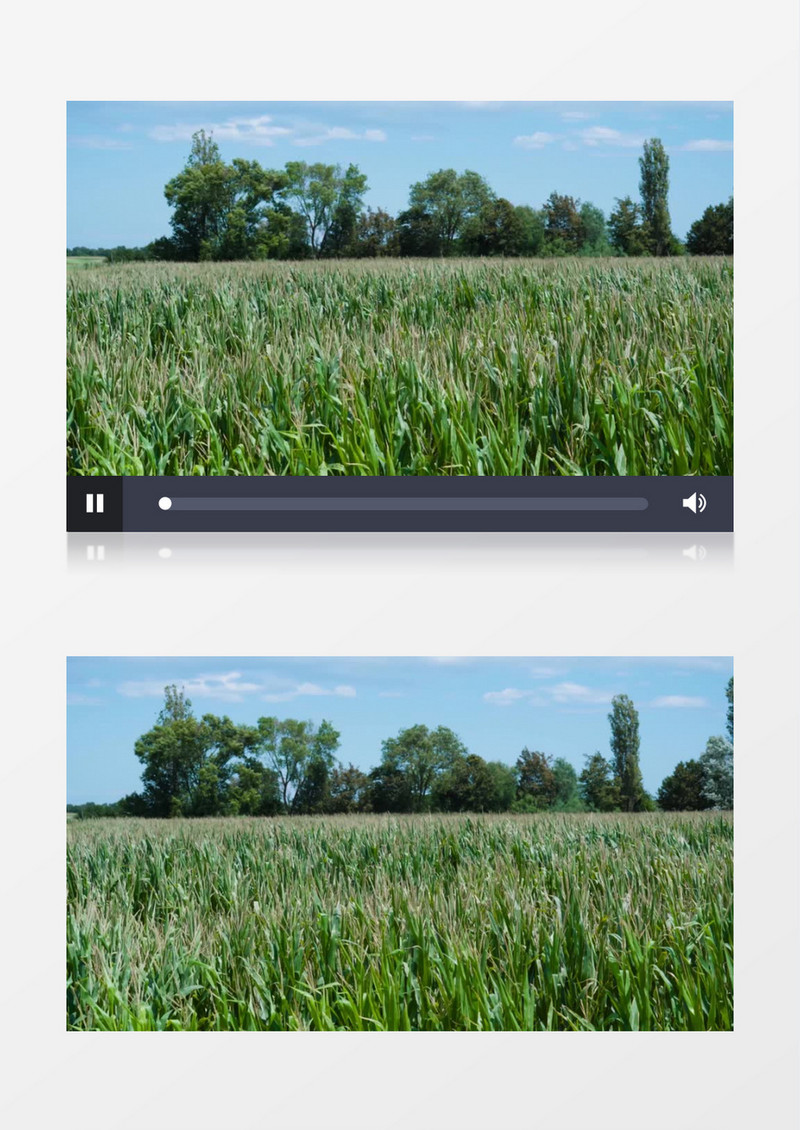 成片的玉米地在随风飘动实拍视频素材
