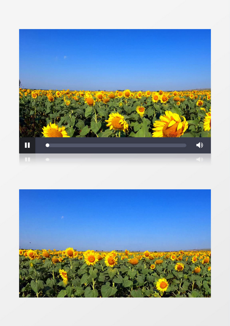 大片的向日葵向阳而生实拍视频素材