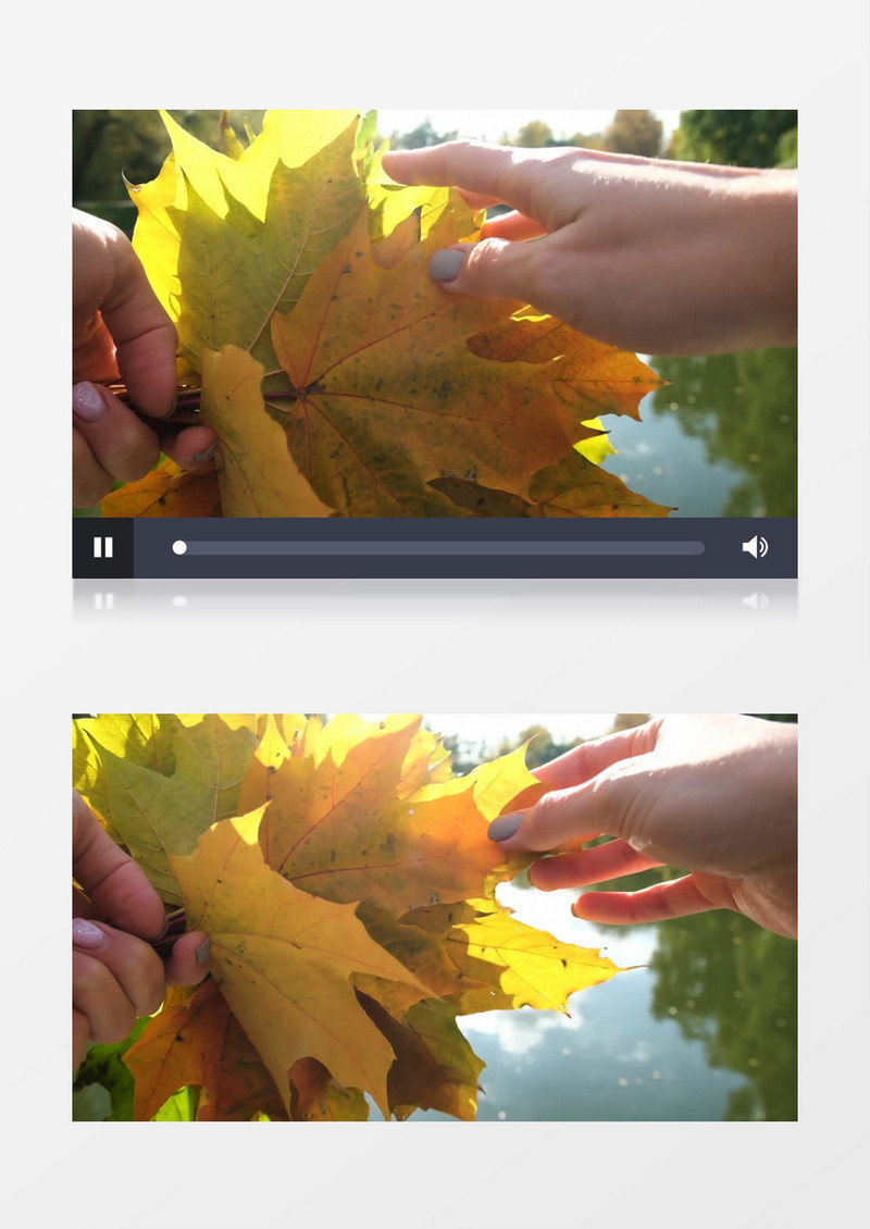 手里拿着变黄的枫树叶子实拍视频素材