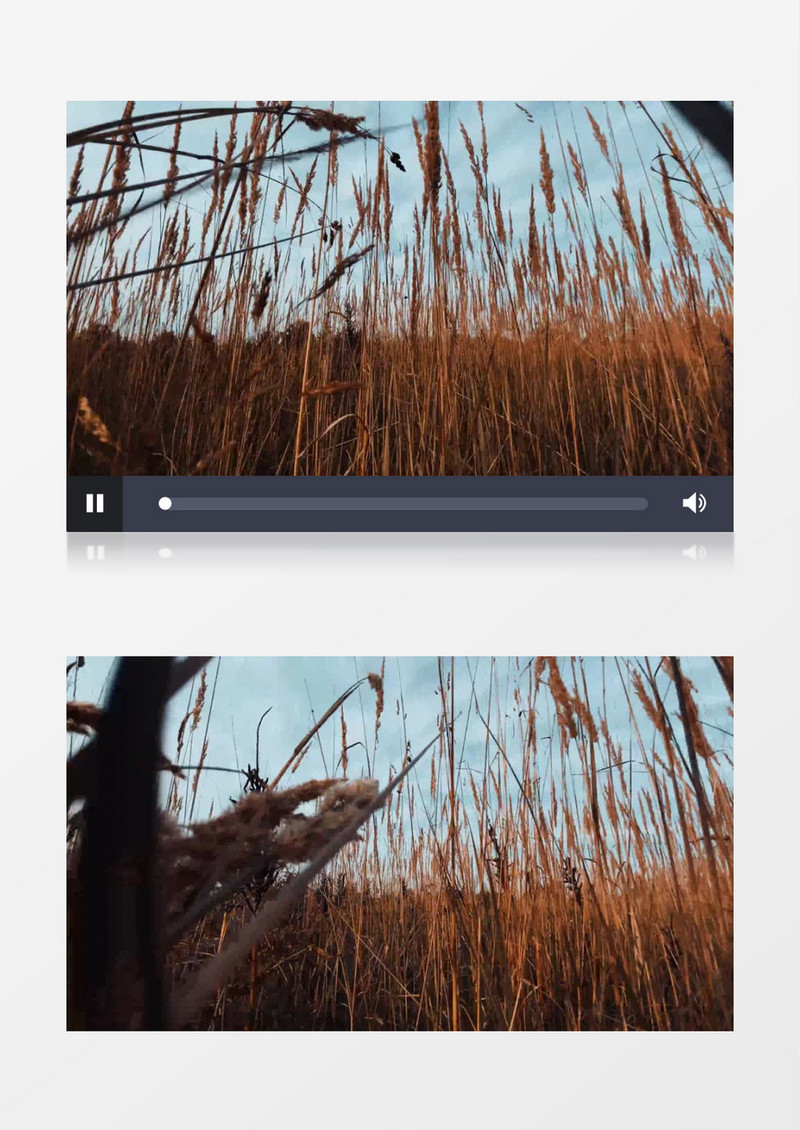 镜头穿梭实拍穿过枯黄的植被景象实拍视频素材