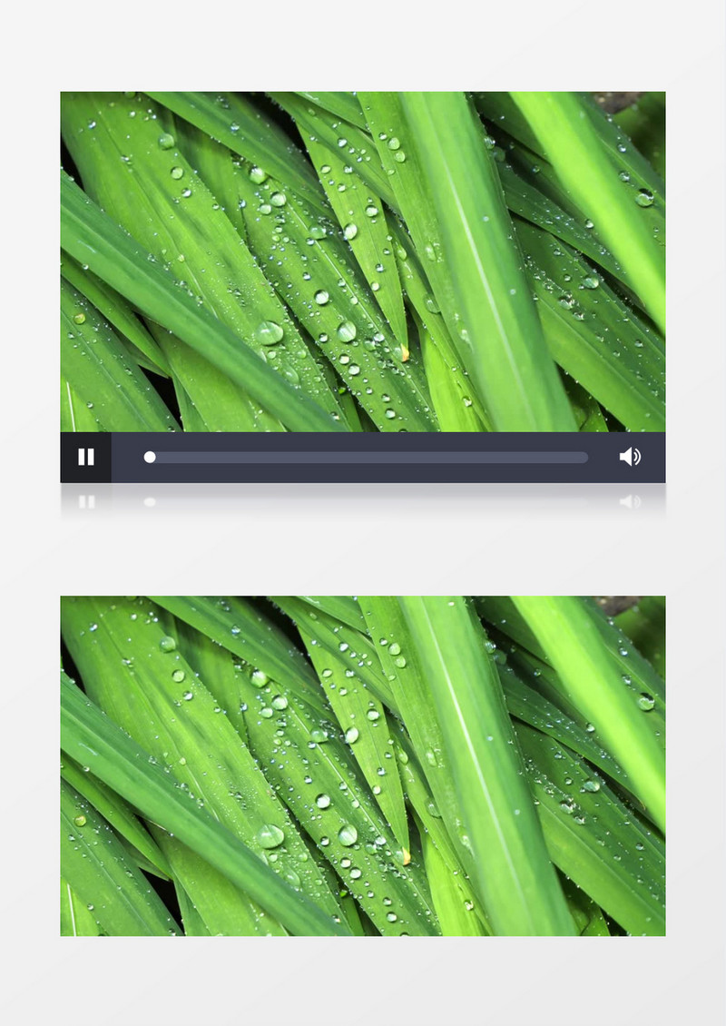 空镜头拍摄带有露珠的绿叶实拍视频素材