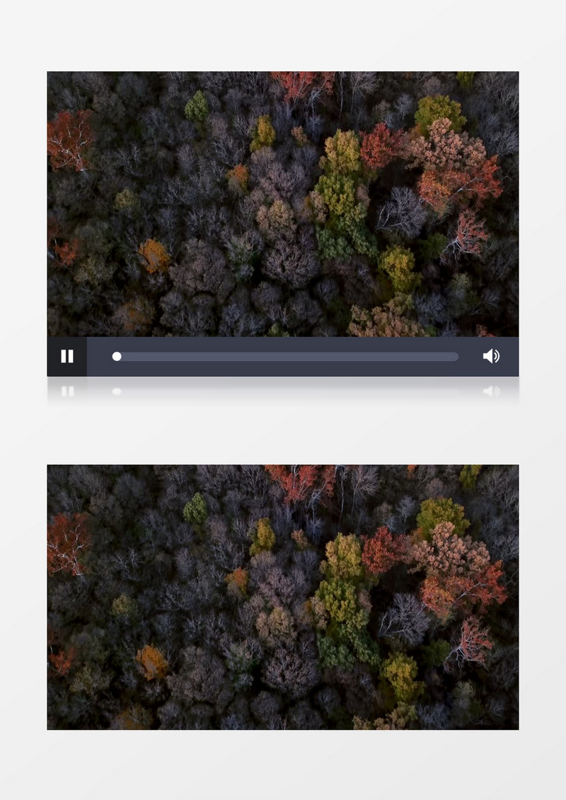俯瞰森林中逐渐枯萎落叶的树木实拍视频素材
