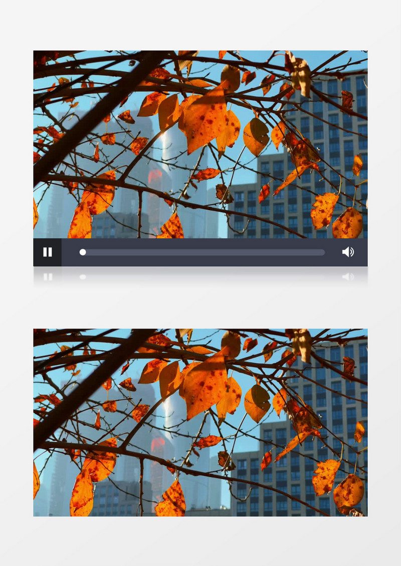 枯黄的树叶在风中不断晃动实拍视频素材