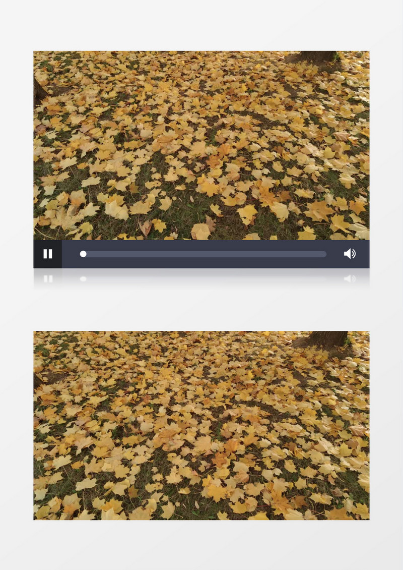 落满草地的黄色枫叶实拍视频素材