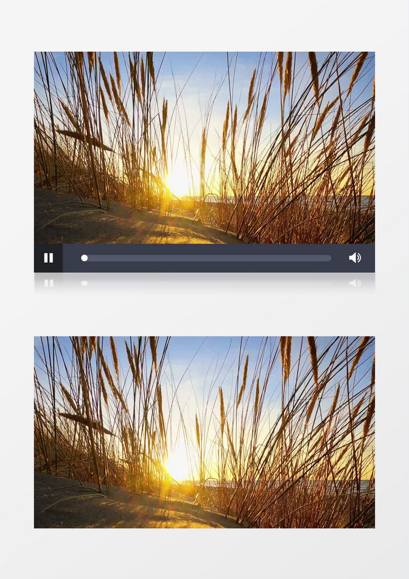 落日的余晖照射在不断晃动的小草上实拍视频素材