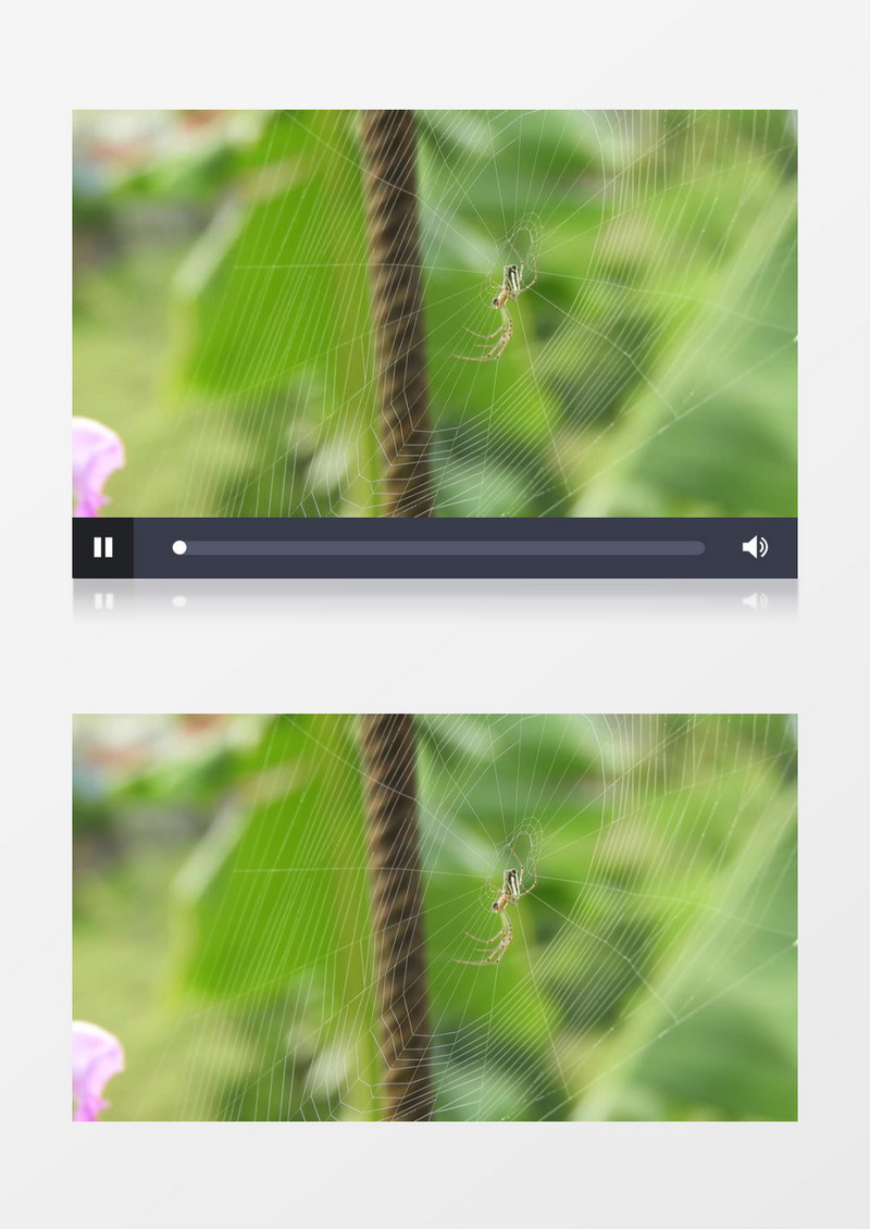 一只被蜘蛛网捕捉的小昆虫实拍视频素材
