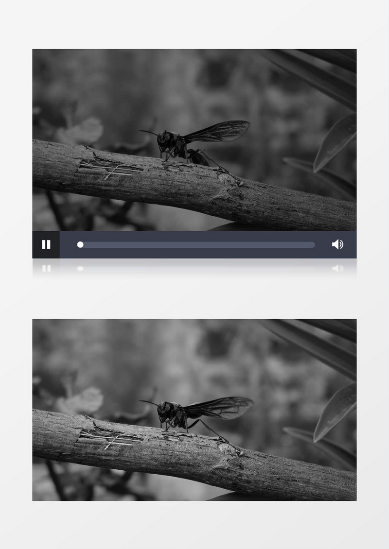 一只黑蜂站在枯树枝上实拍视频素材