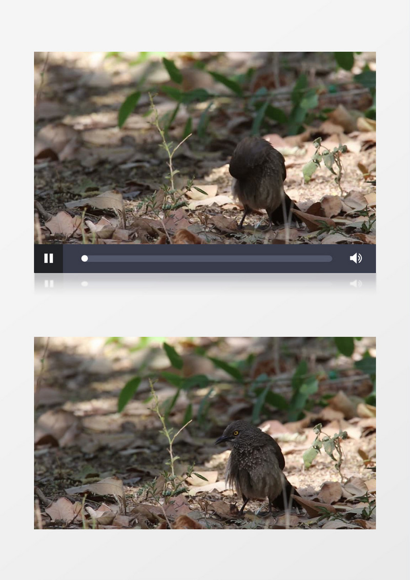 一只小鸟在地上整理羽毛实拍视频素材