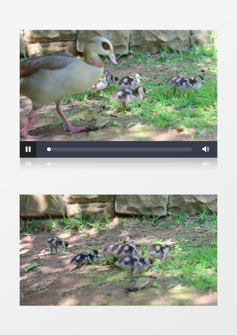 一群鸭子在草地上觅食实拍视频素材