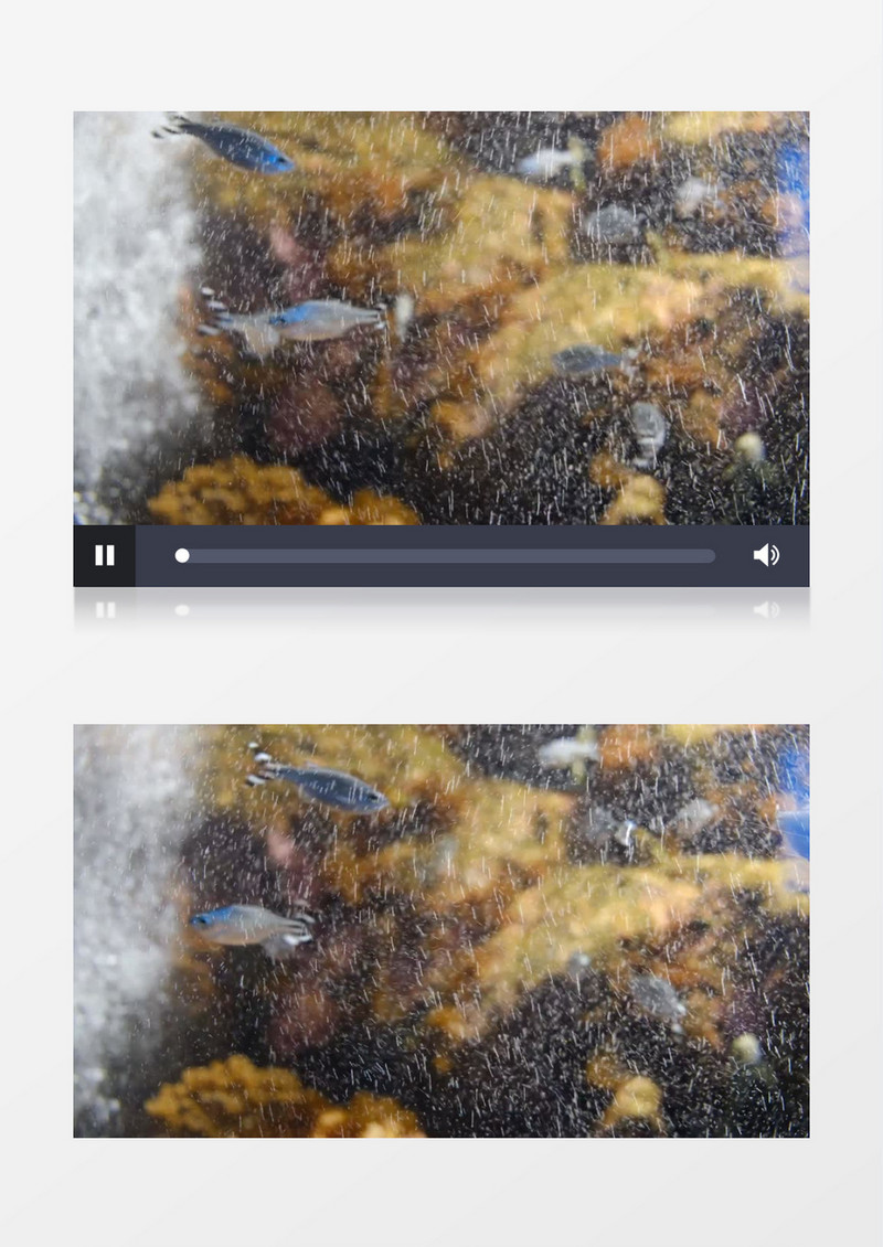 一群小鱼在鱼缸中自在的游走实拍视频素材