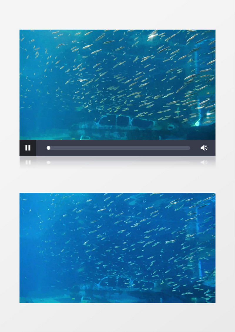 一群小鱼在海底不断游行实拍视频素材